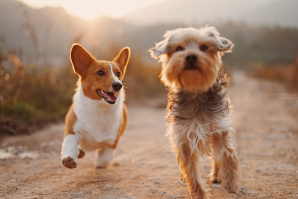 Socializing Dogs for Happiness: Building Confident and Well-Adjusted Canine Companions. articles featured image of two dogs running along side of each other.